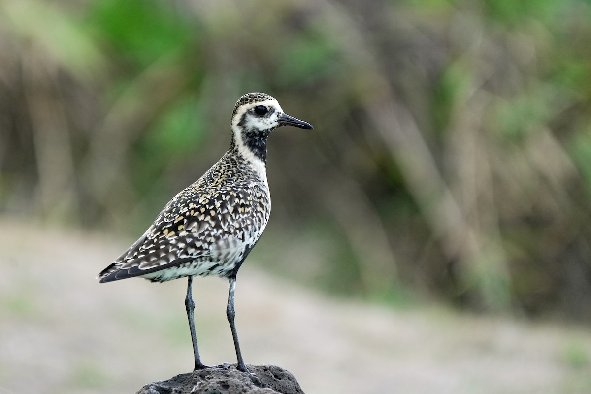 Küçük Altın Yağmurcun - ML646516593