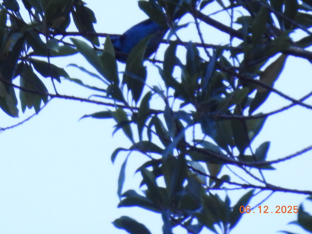 Blue Dacnis - ML646516595