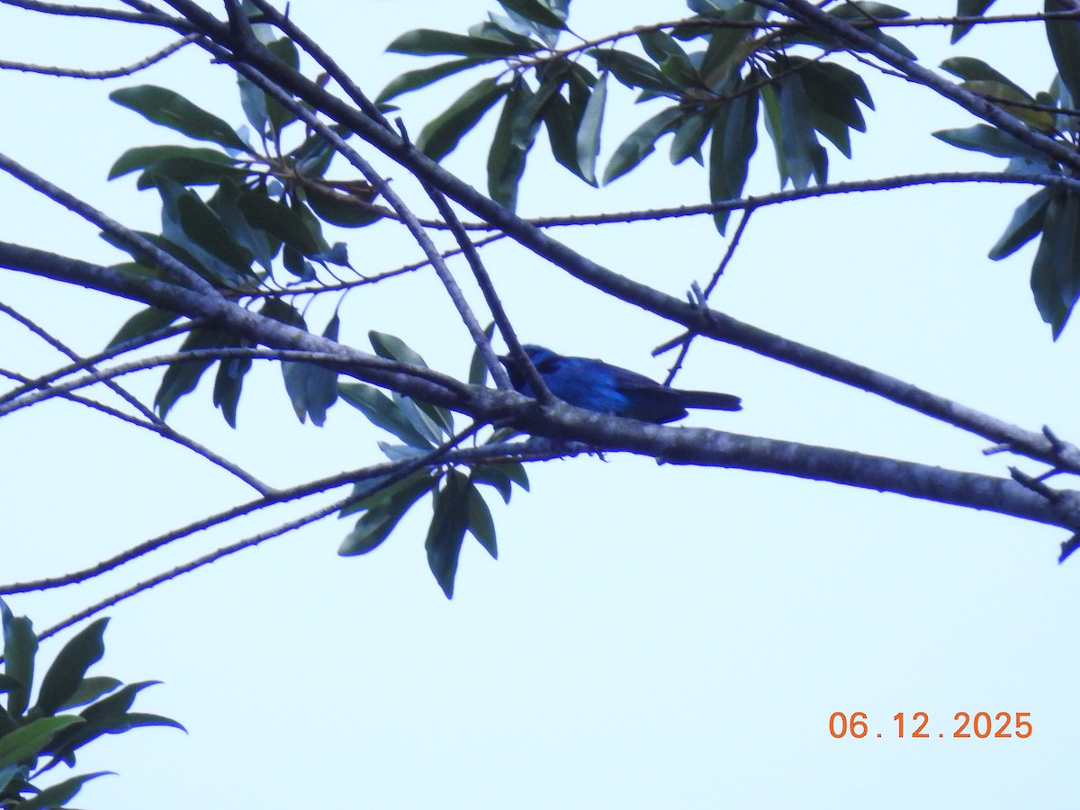 Blue Dacnis - ML646516596