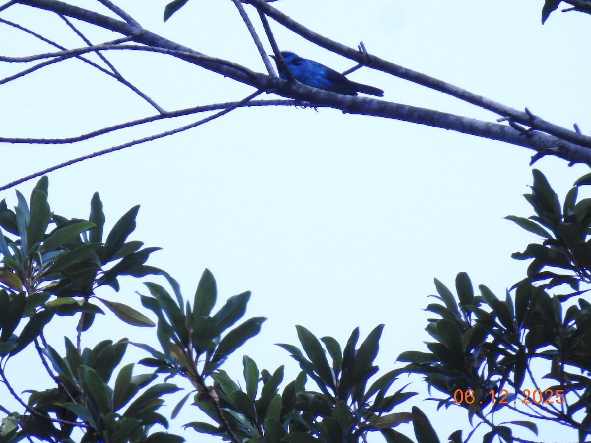 Blue Dacnis - ML646516597