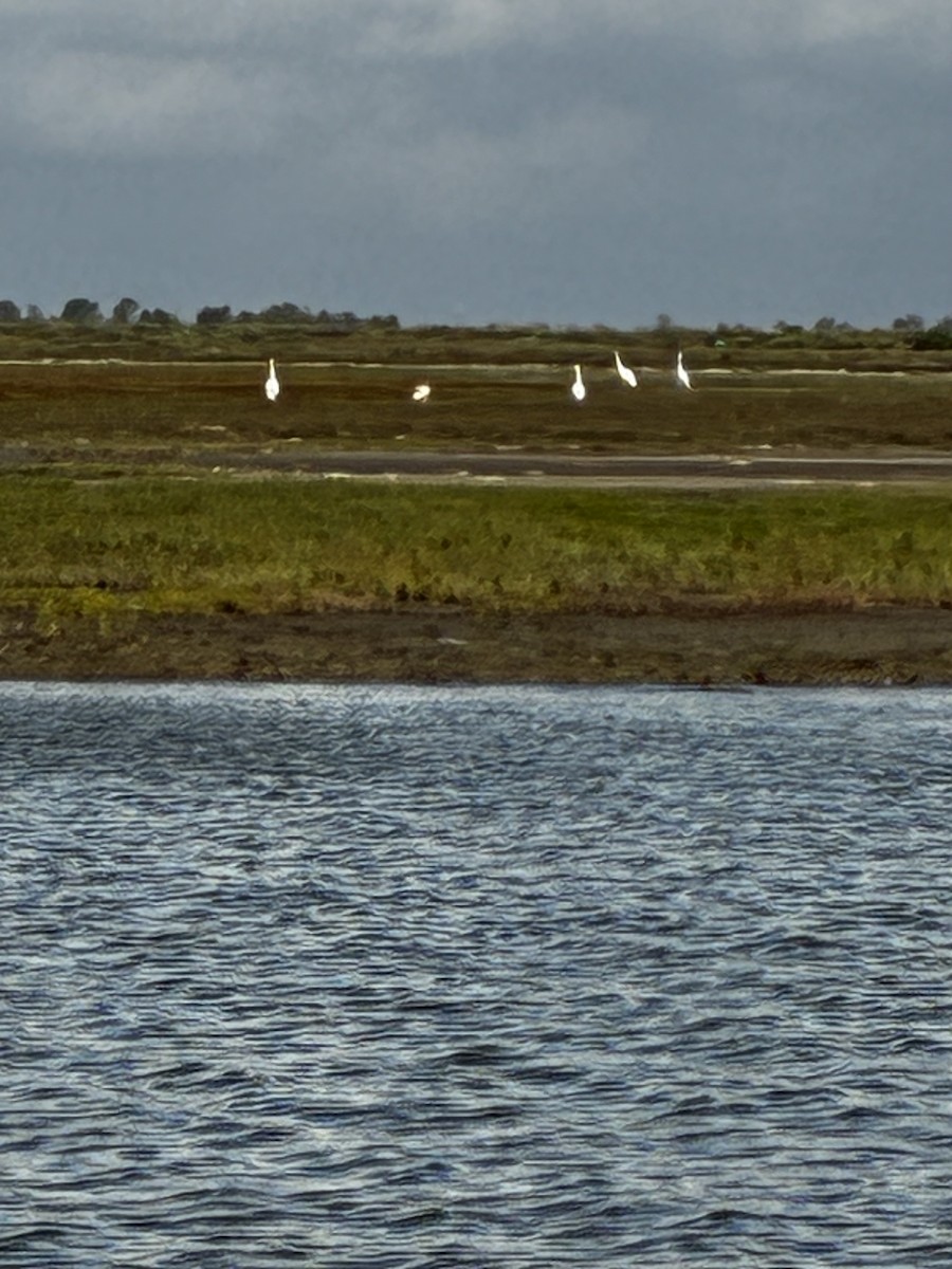 trompettrane - ML646516598