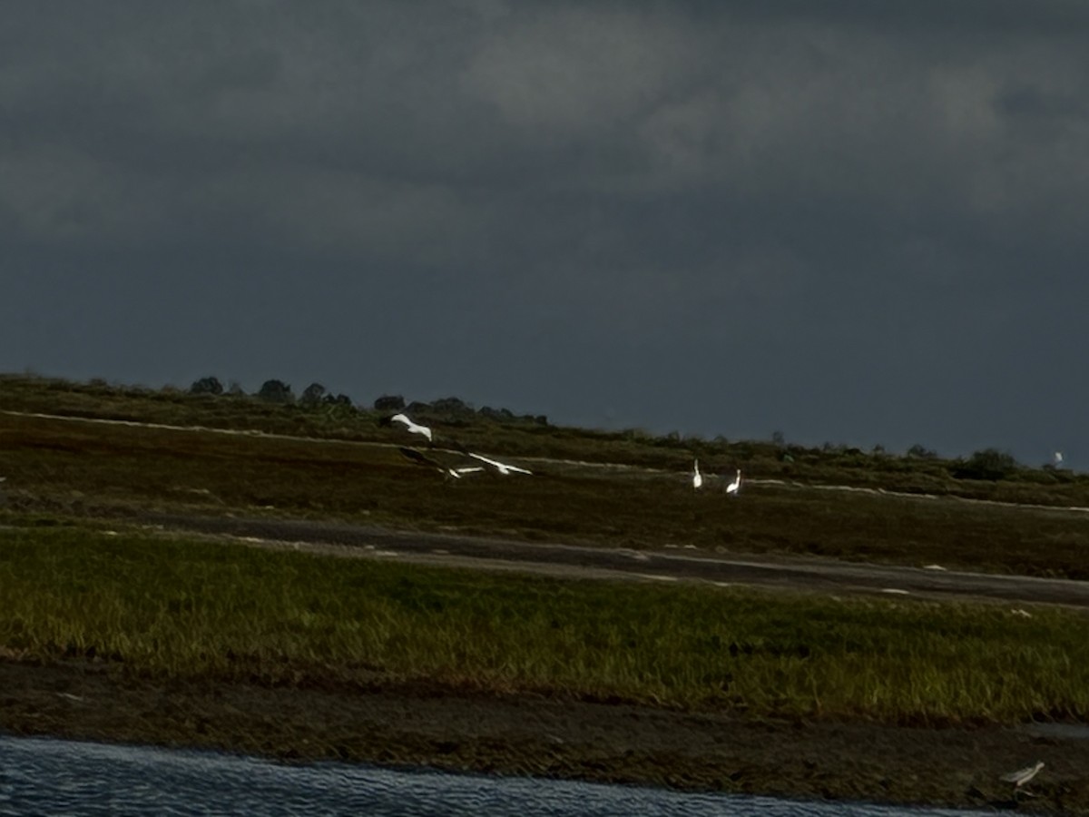 trompettrane - ML646516599