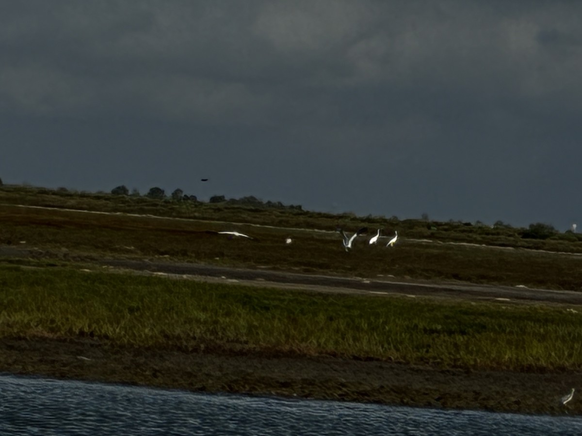 trompettrane - ML646516600