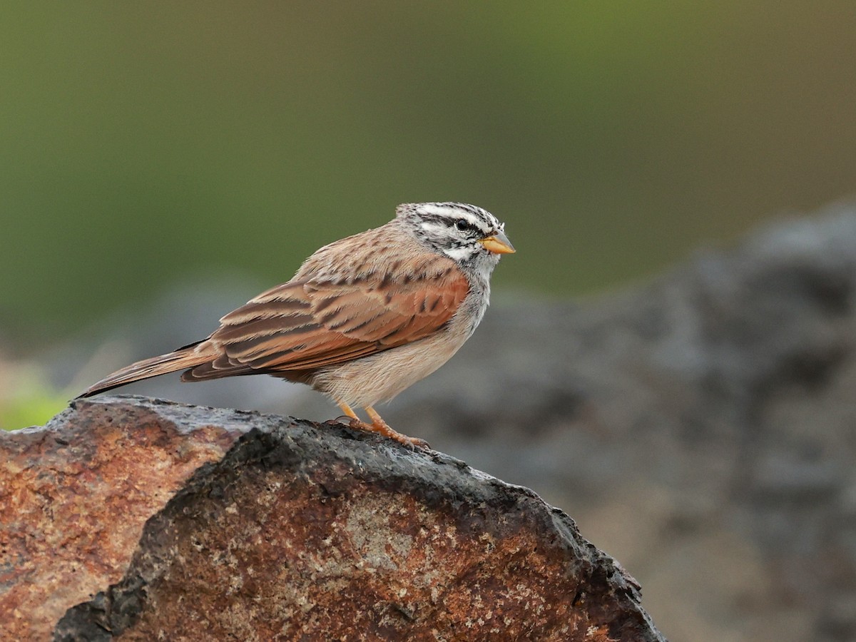 Striolated Bunting - ML646516603