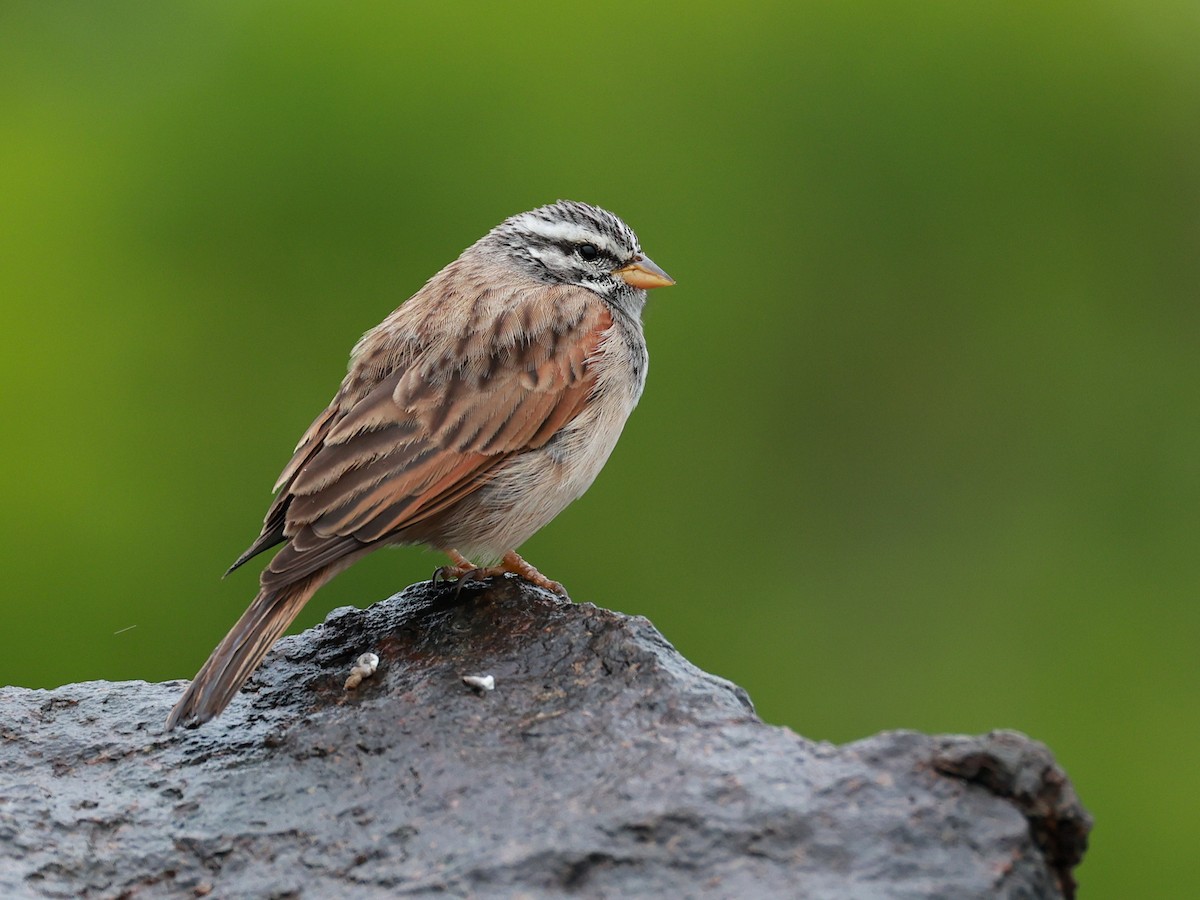 Striolated Bunting - ML646516608