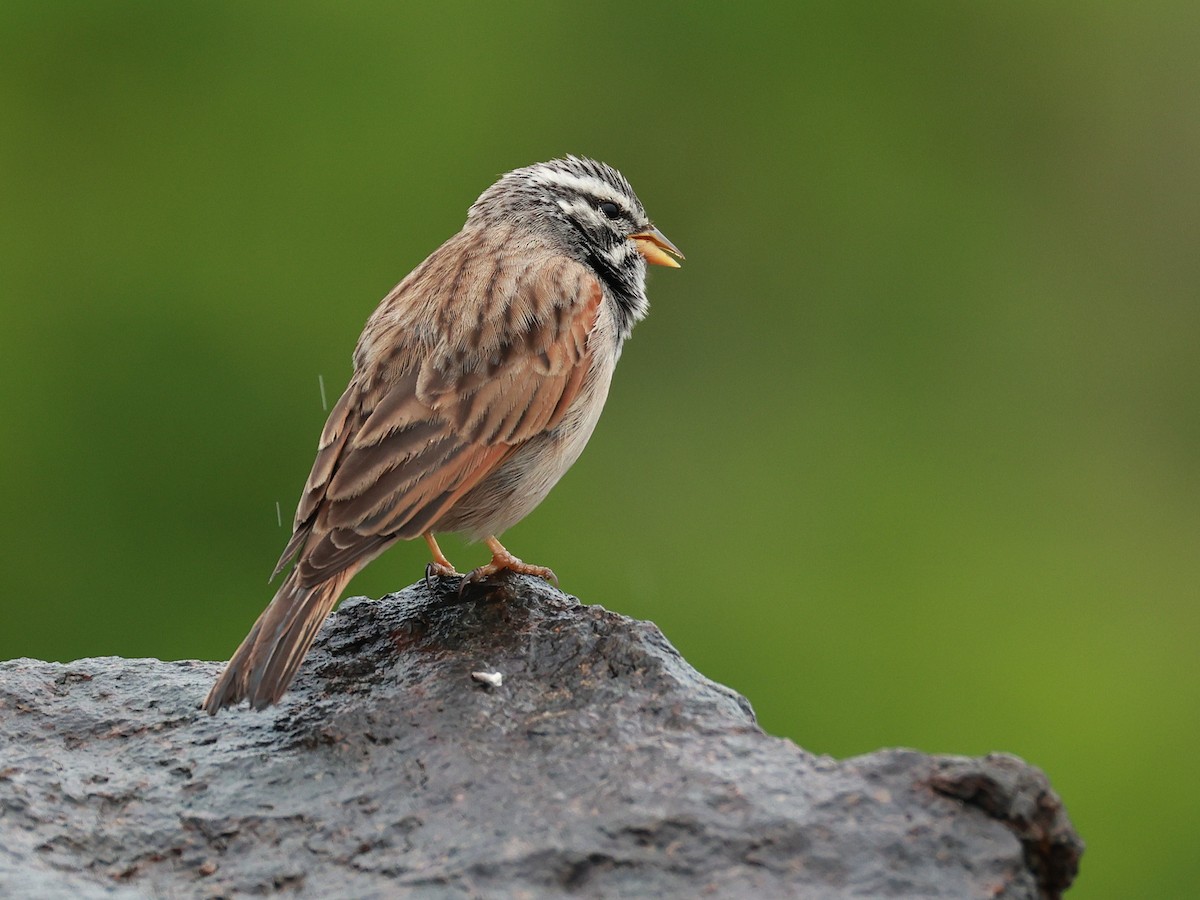 Striolated Bunting - ML646516610