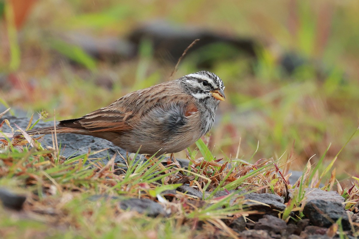 Striolated Bunting - ML646516611