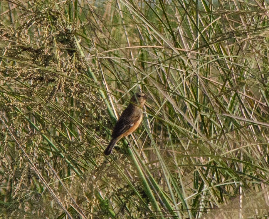 Tawny-bellied Seedeater - ML646516612