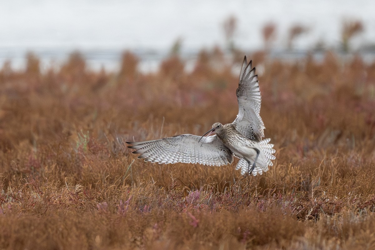 Eurasian Curlew - ML646516613