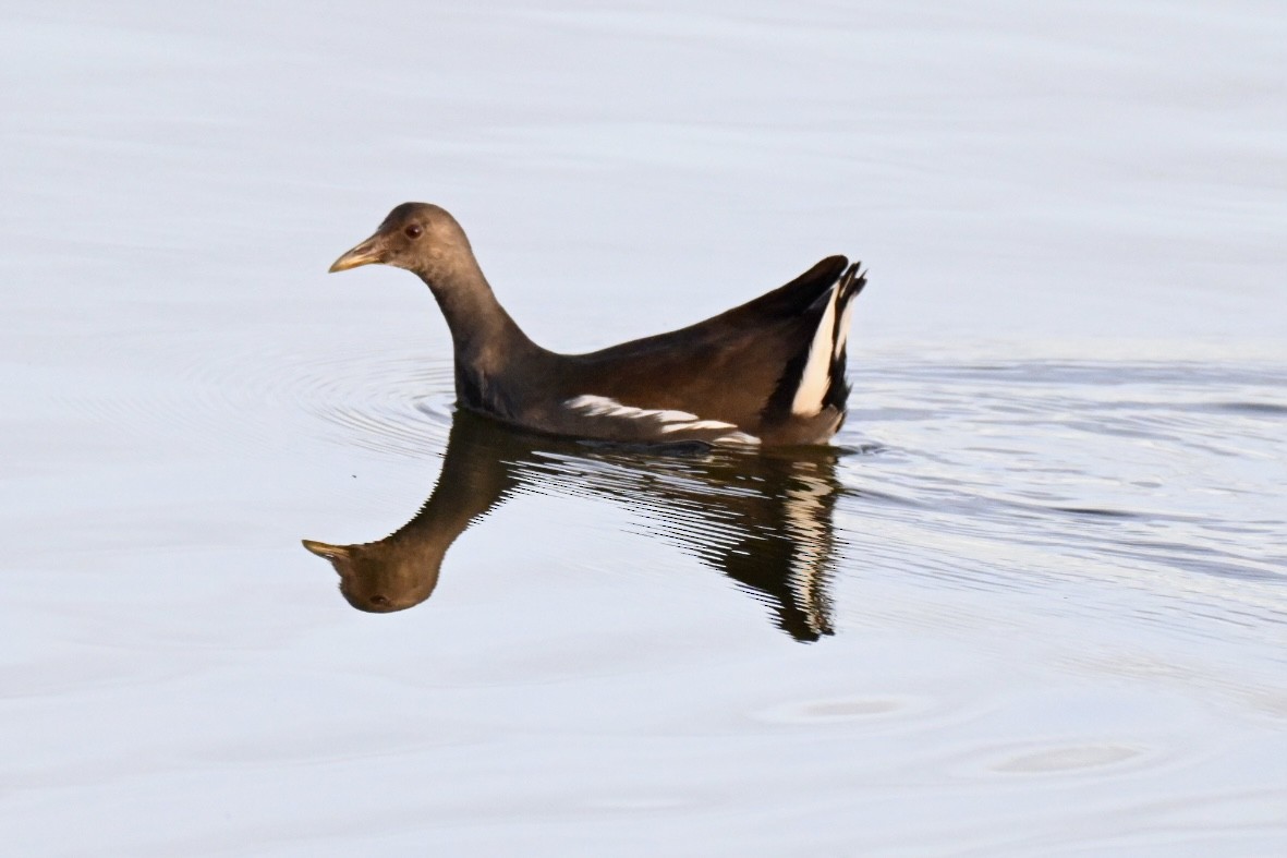 Eurasian Moorhen - ML646516614