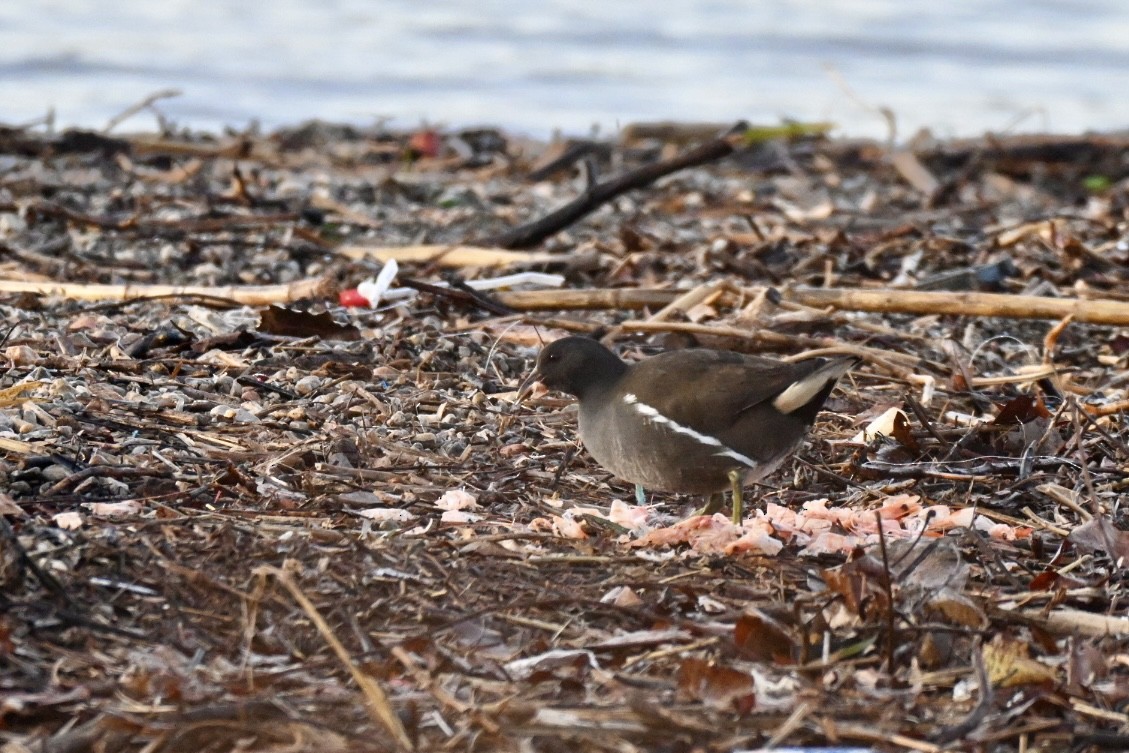 Eurasian Moorhen - ML646516615