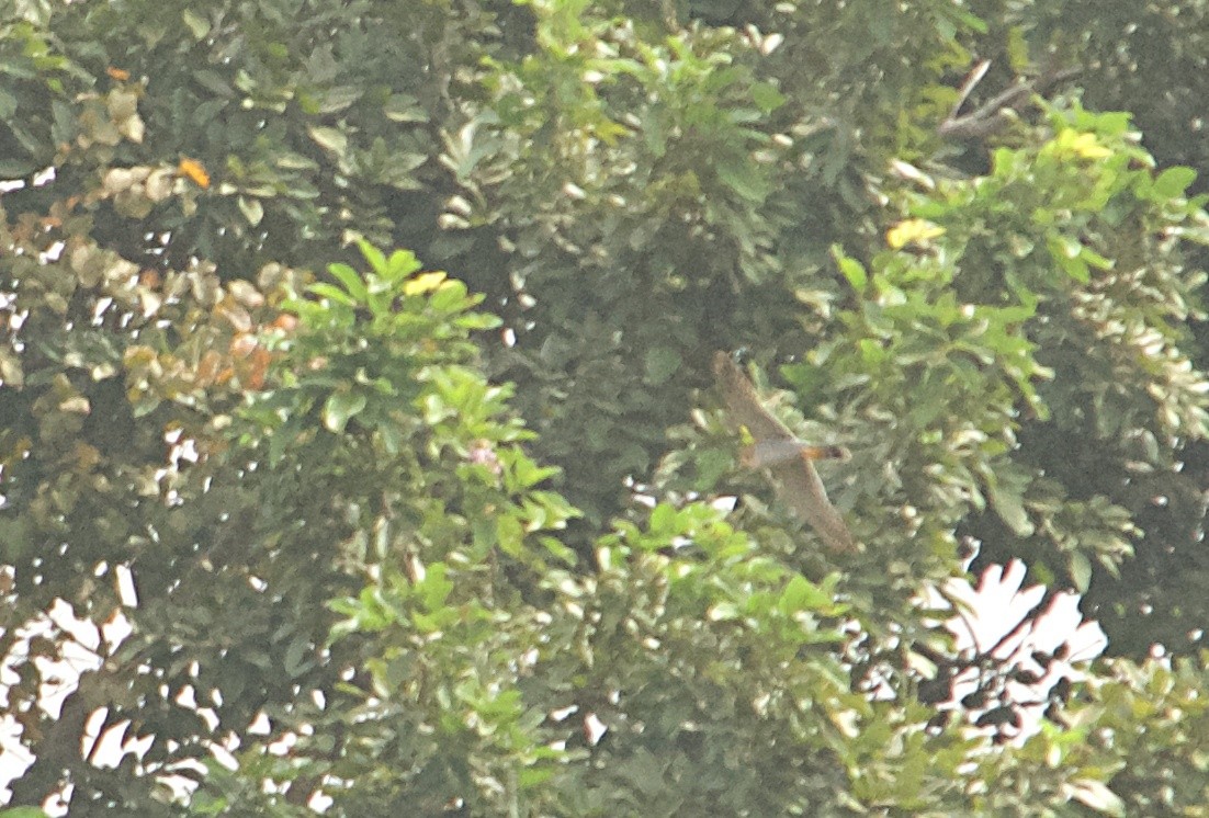 Red-necked Falcon (African) - ML646516618