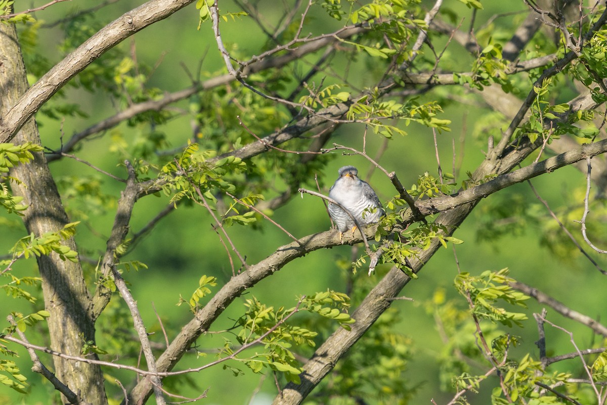 Common Cuckoo - ML646516619