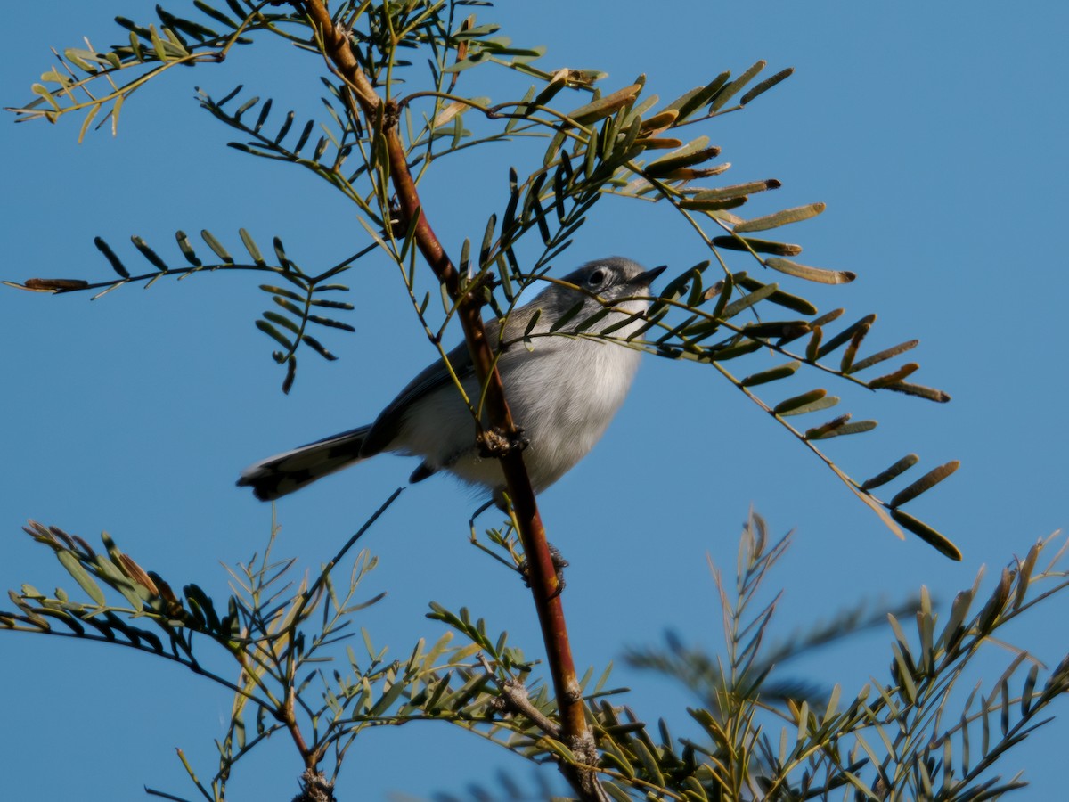 Black-tailed Gnatcatcher - ML646516620