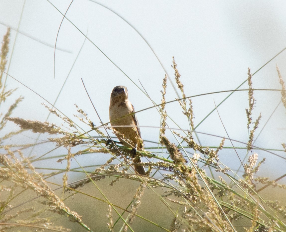 Dark-throated Seedeater - ML646516621