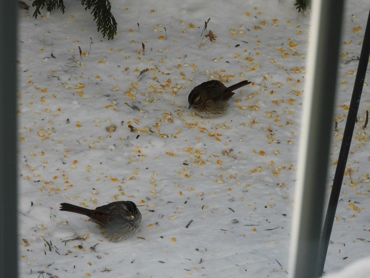 White-throated Sparrow - ML646516622