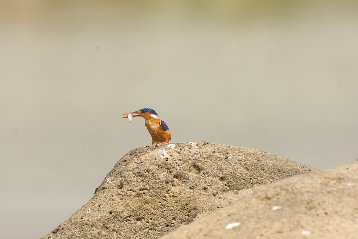 Malachite Kingfisher - ML646516624