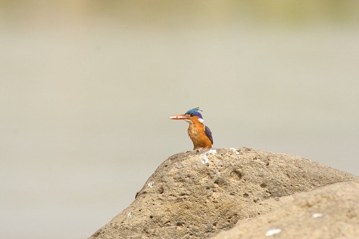 Malachite Kingfisher - ML646516625