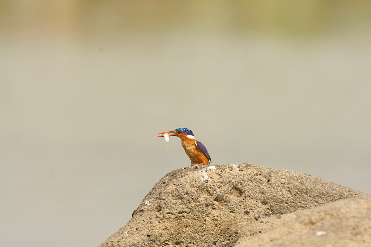 Malachite Kingfisher - ML646516626