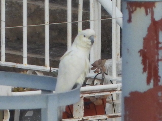 Yellow-crested Cockatoo - ML646516627