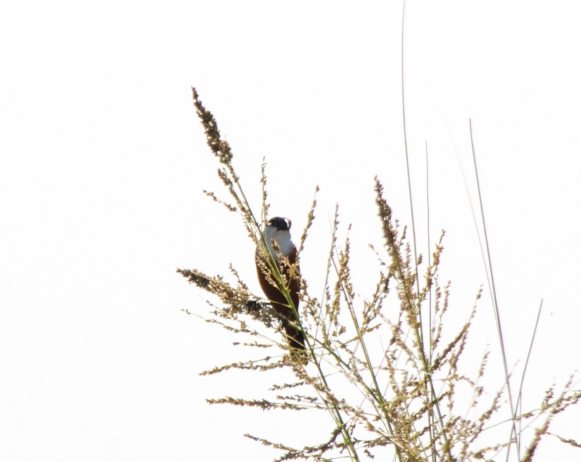 Marsh Seedeater - ML646516629