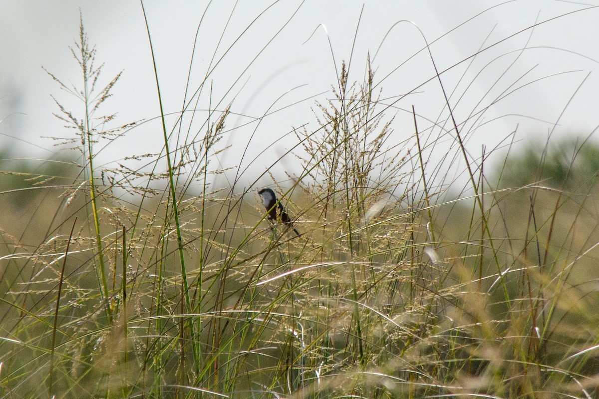 Marsh Seedeater - ML646516631