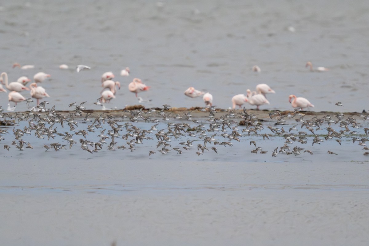 Dunlin - ML646516632