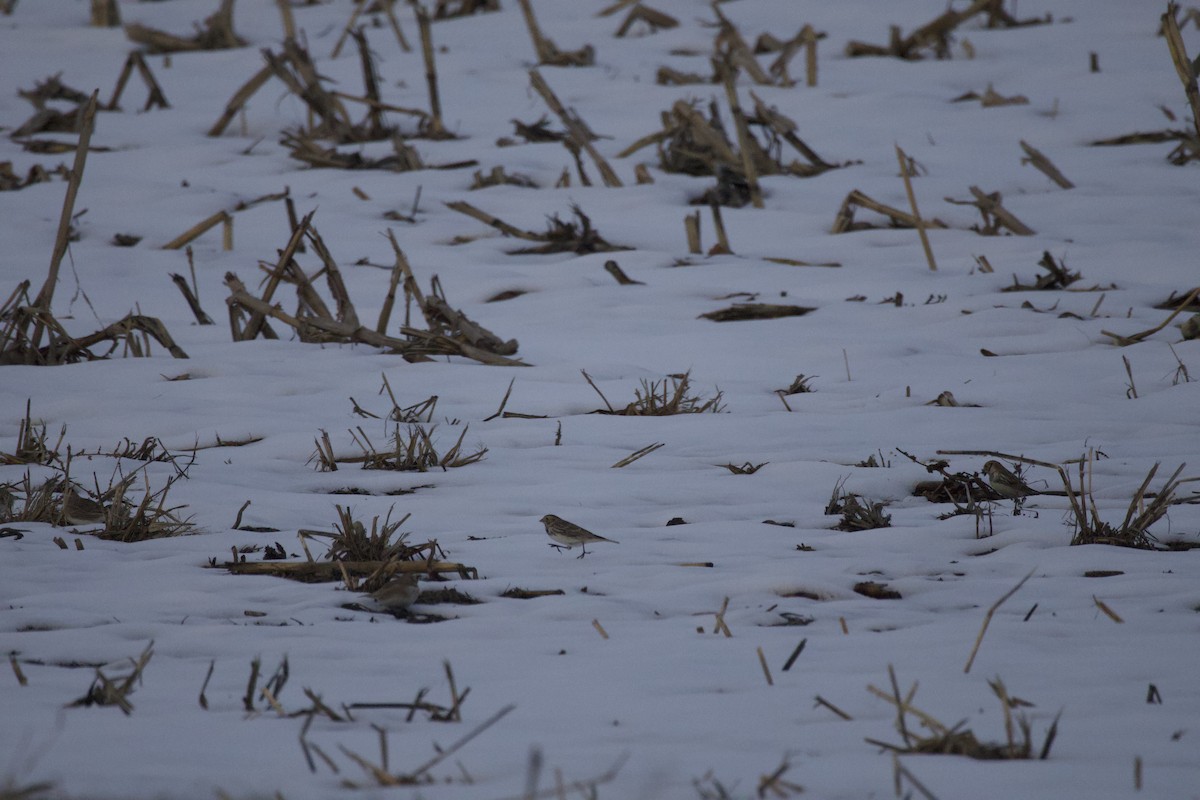 Lapland Longspur - ML646516633