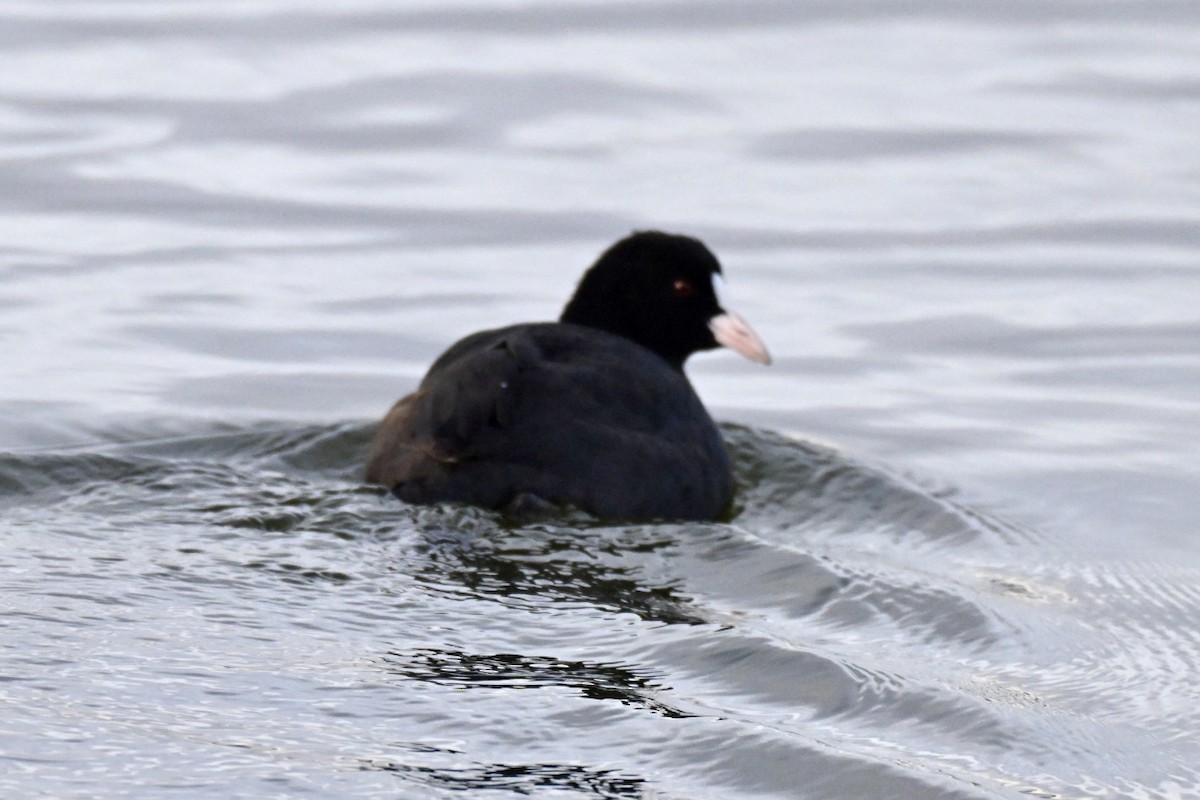Eurasian Coot - ML646516634