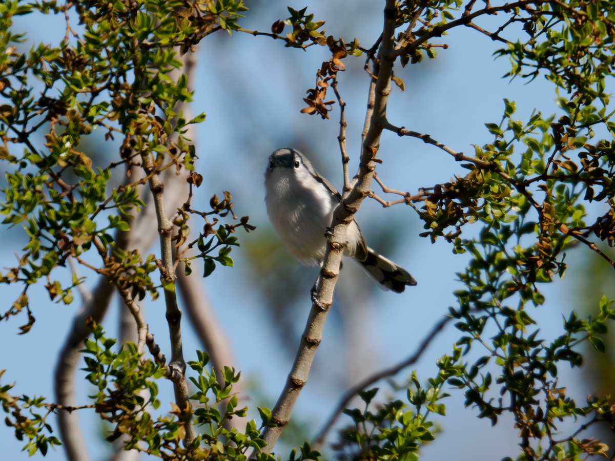 Black-tailed Gnatcatcher - ML646516635