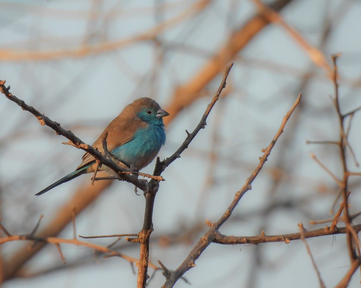 Southern Cordonbleu - ML646516637