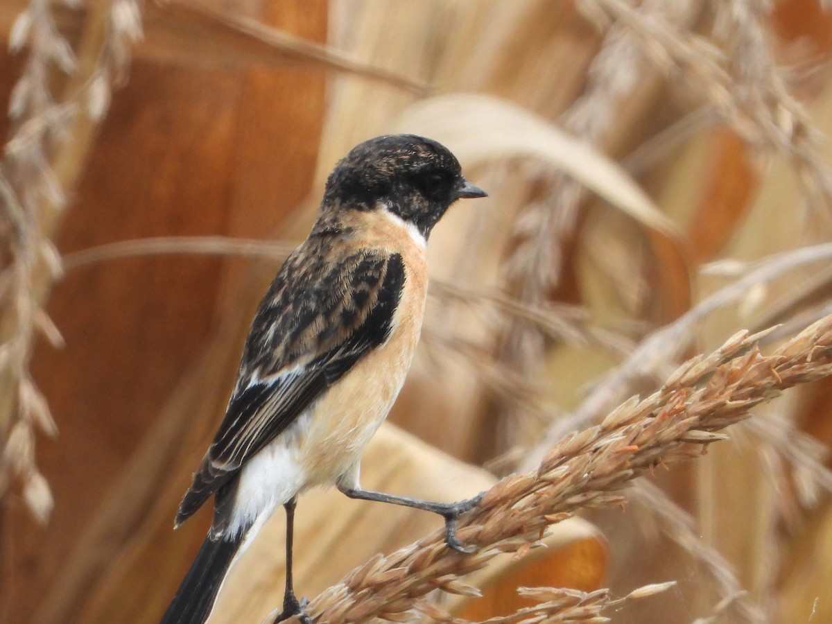 Siberian Stonechat - ML646516640