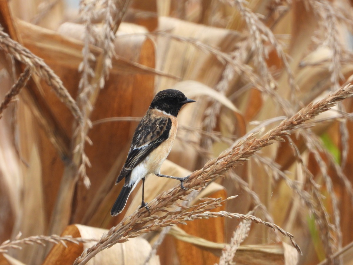 Siberian Stonechat - ML646516642
