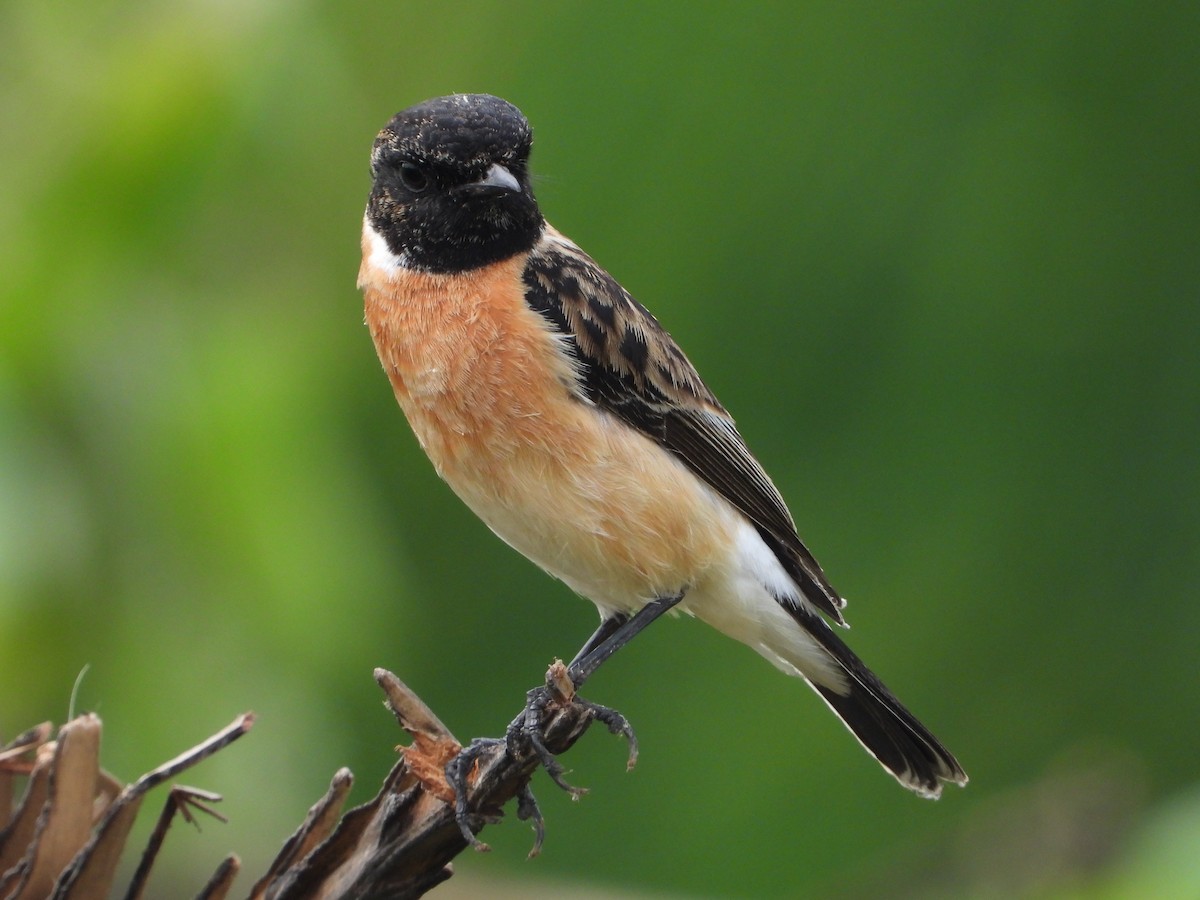 Siberian Stonechat - ML646516643