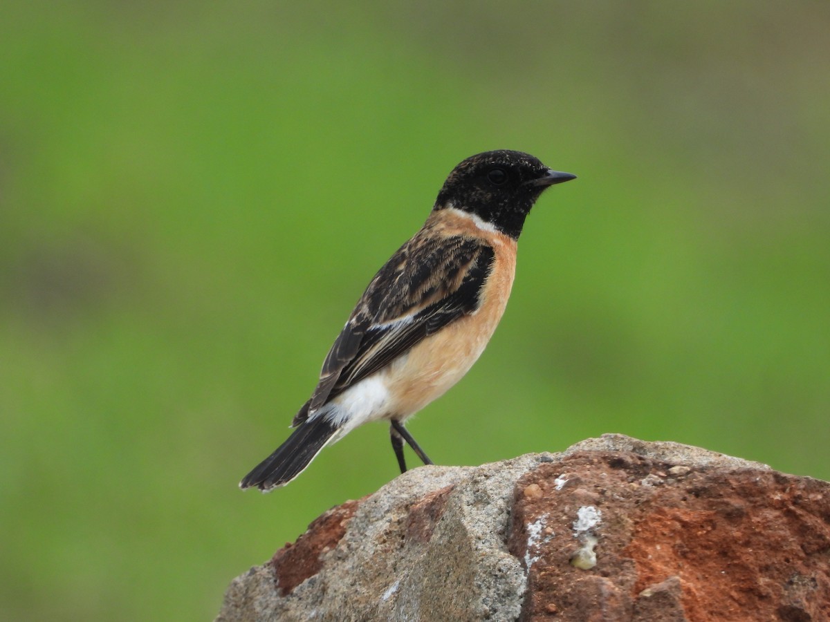 Siberian Stonechat - ML646516644