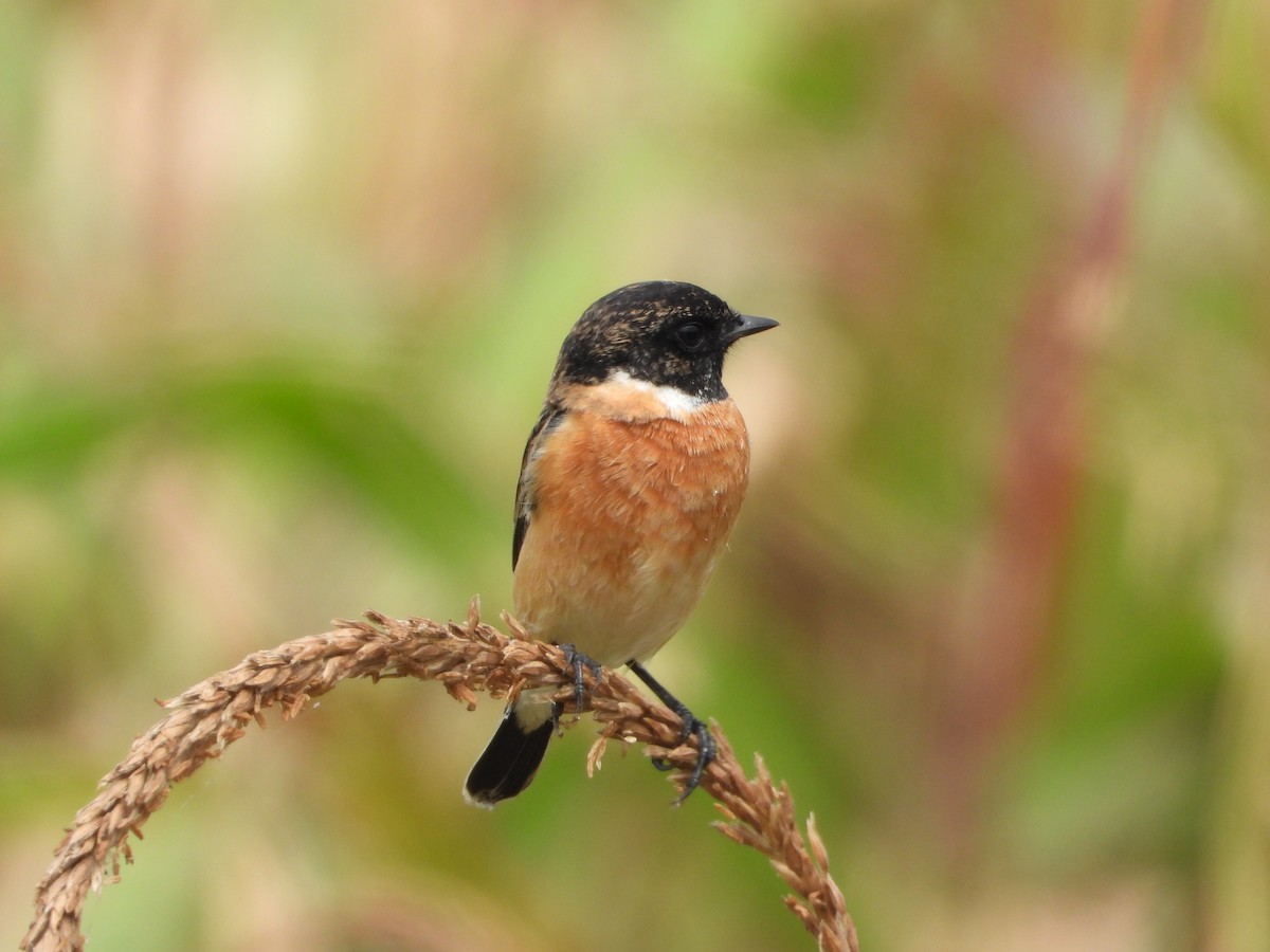 Siberian Stonechat - ML646516645