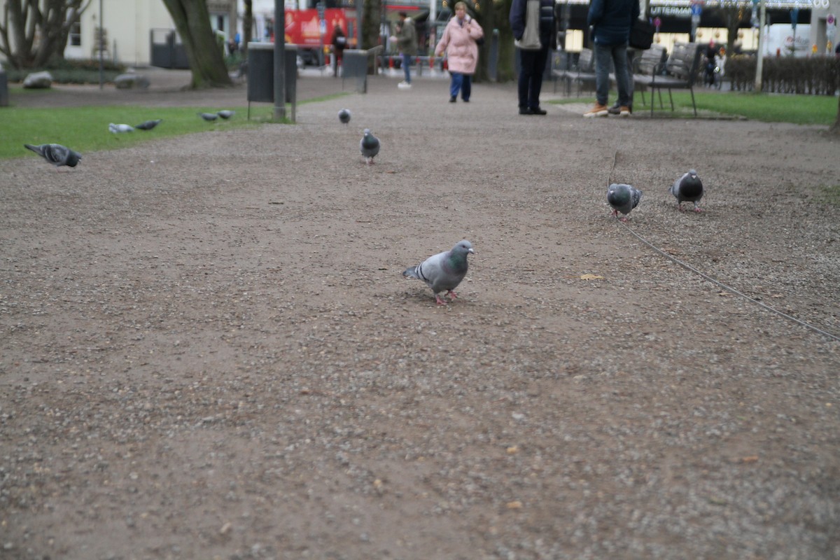 יונת בית - ML646516646