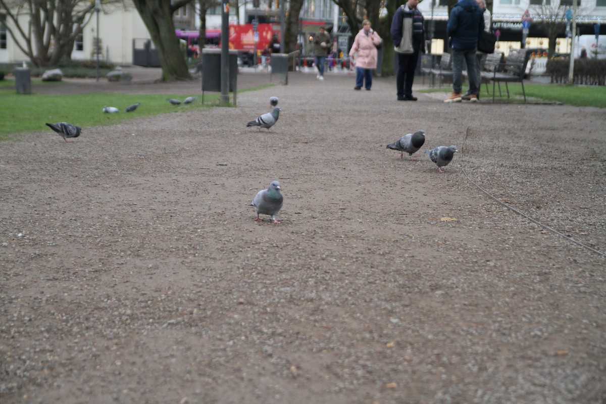 יונת בית - ML646516647
