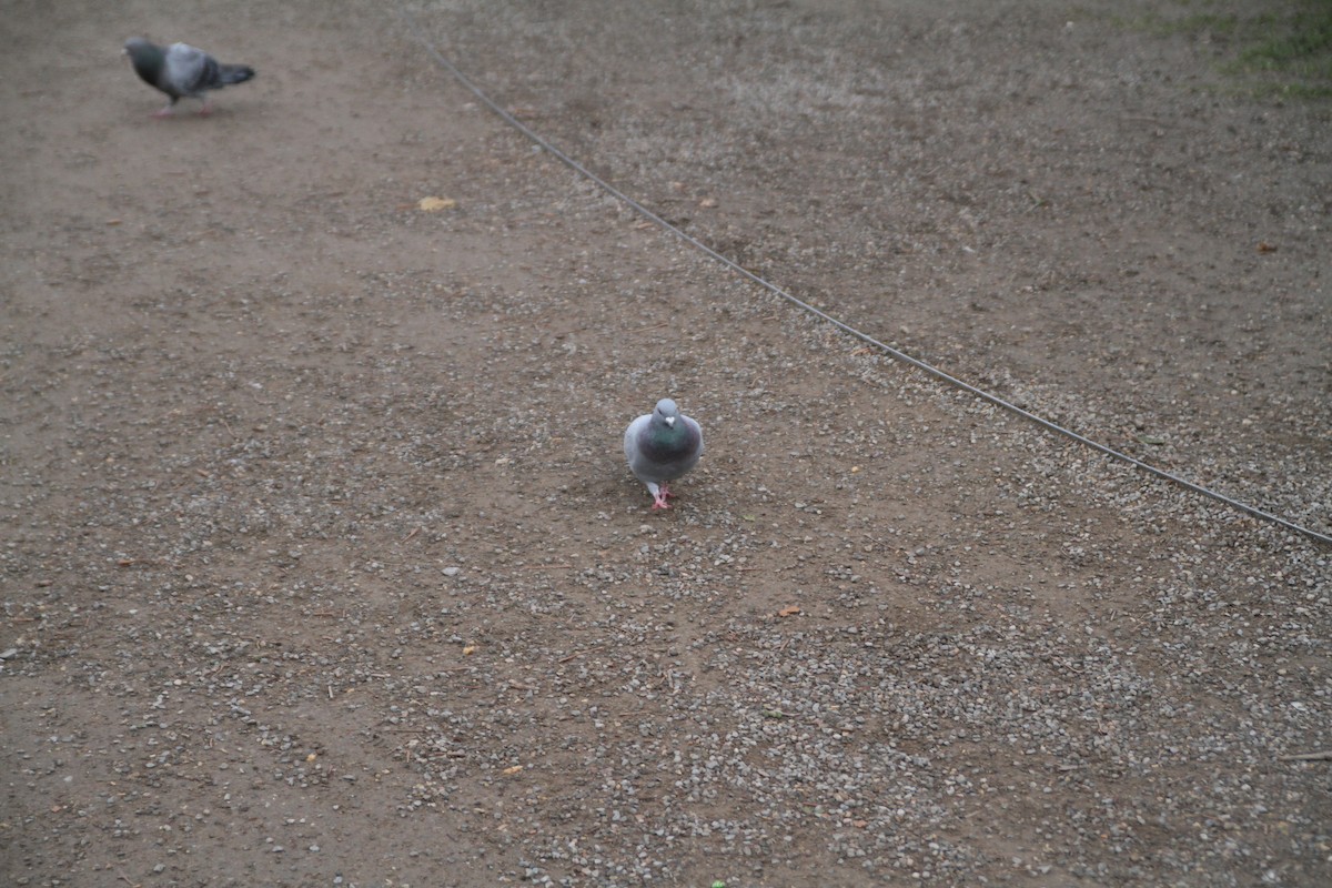 יונת בית - ML646516648