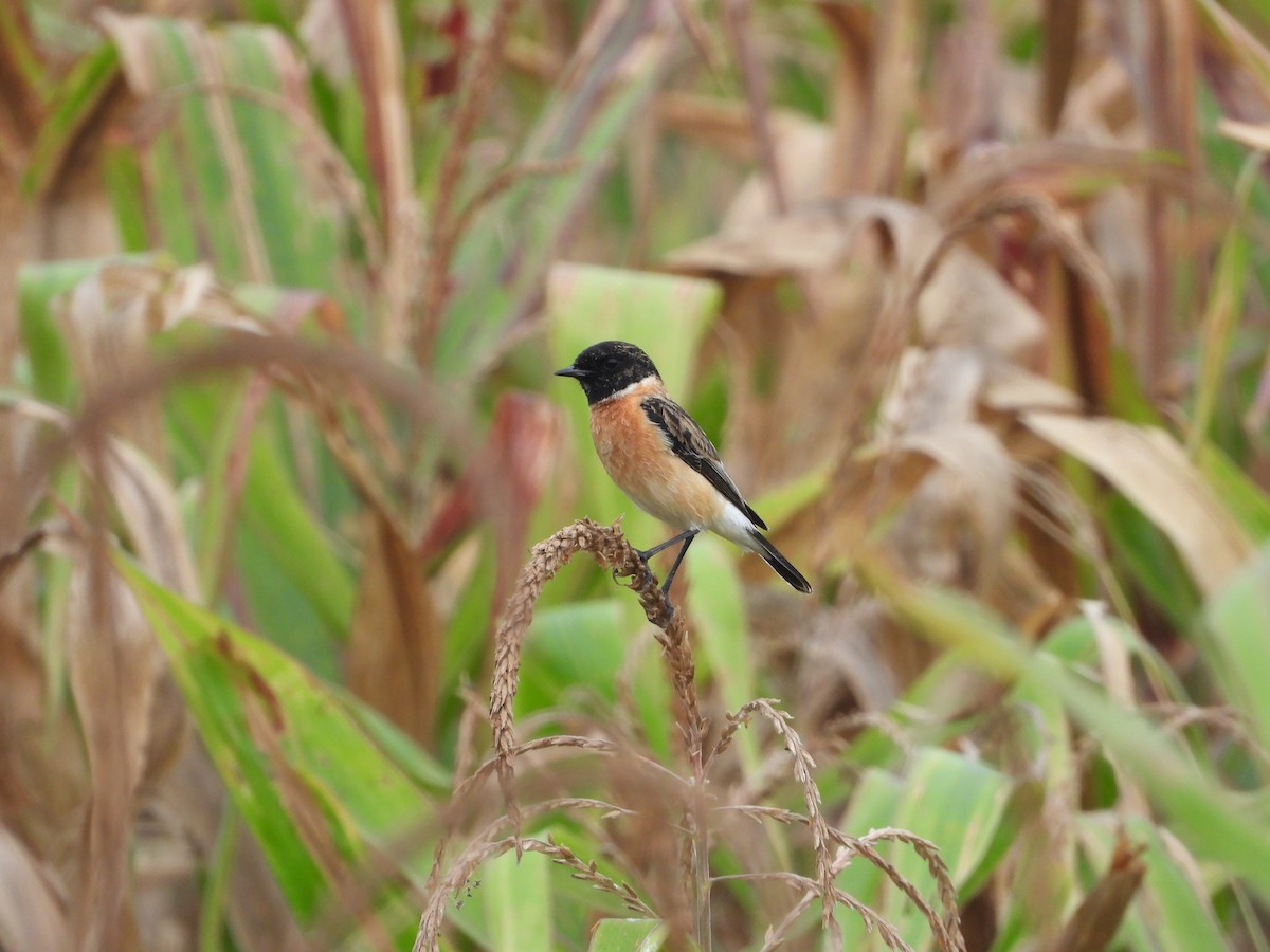 Siberian Stonechat - ML646516649