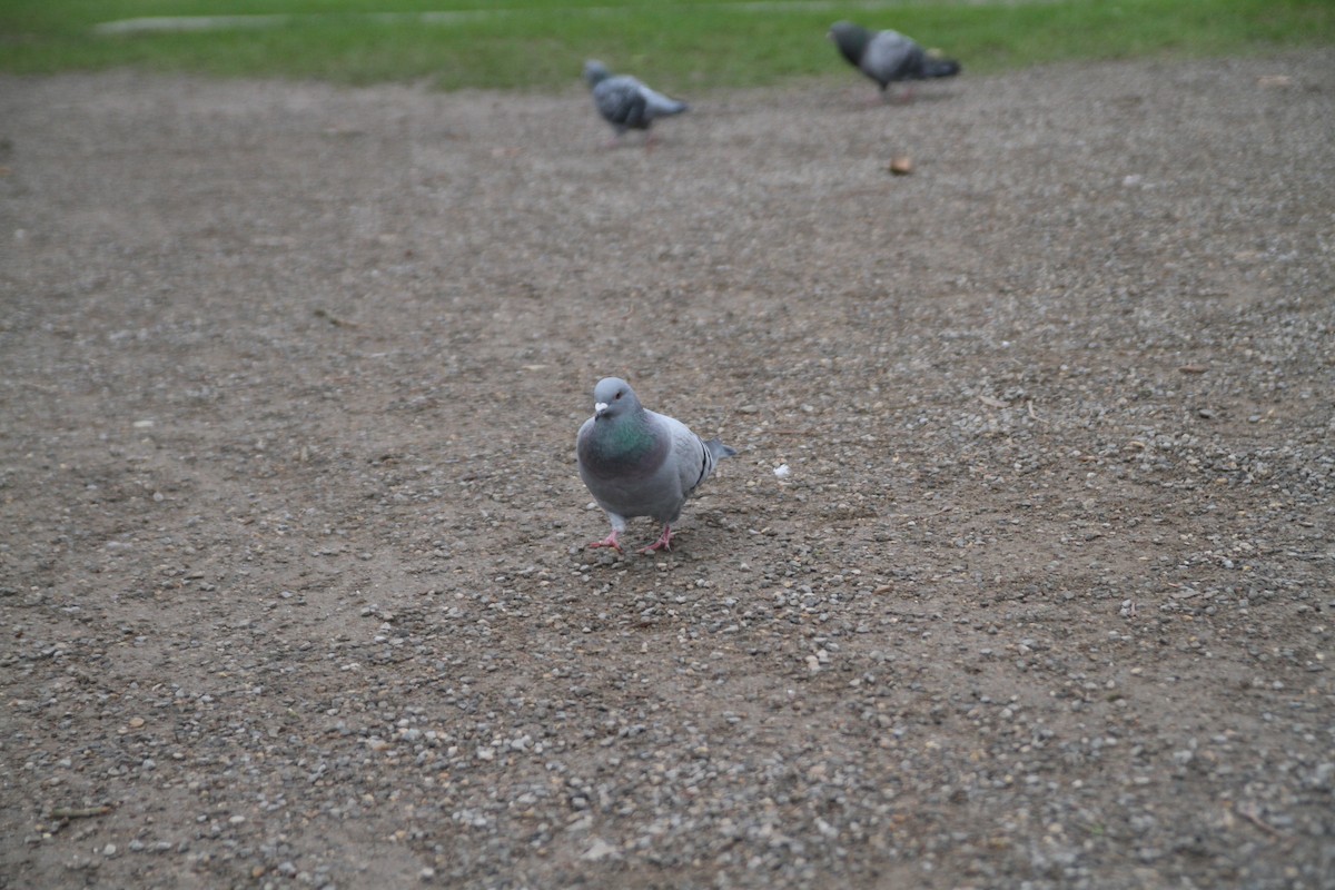 יונת בית - ML646516650
