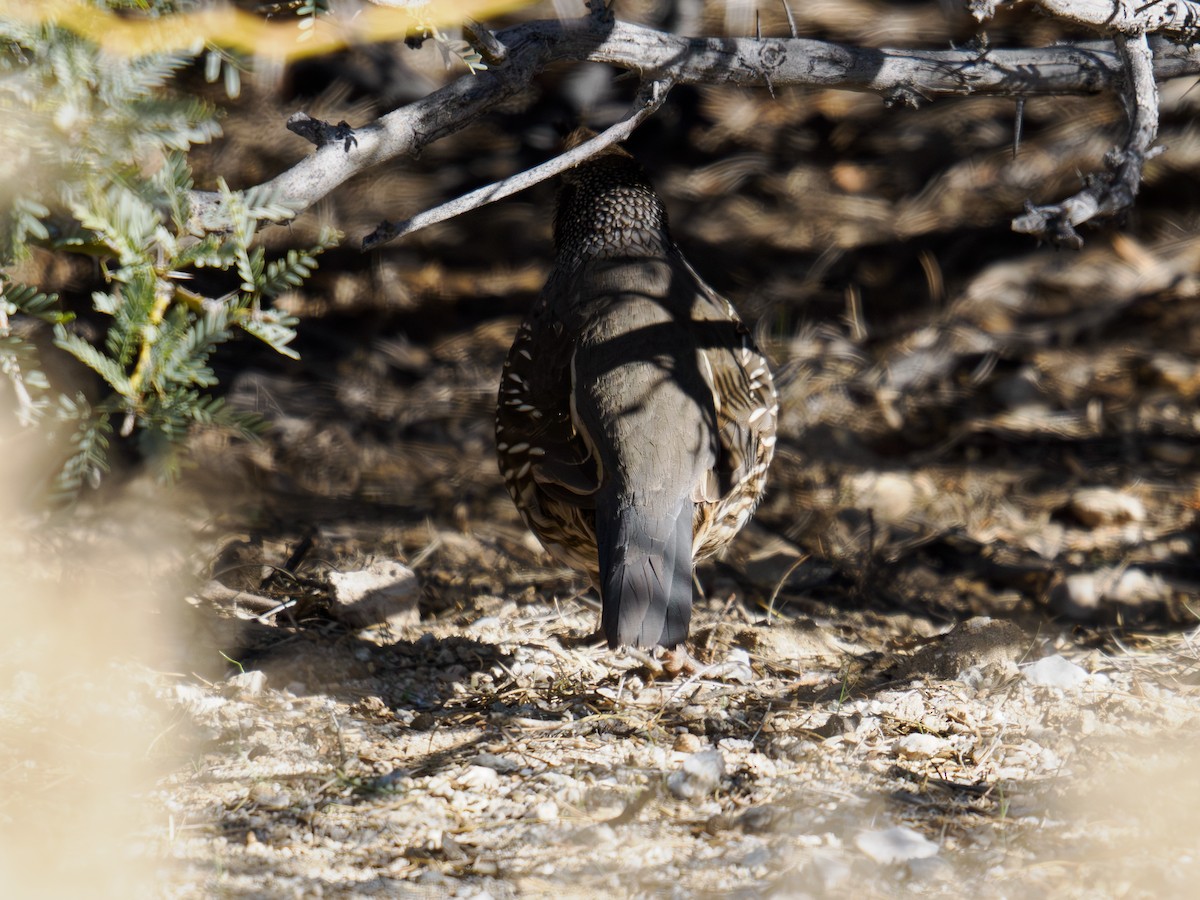 California Quail - ML646516651