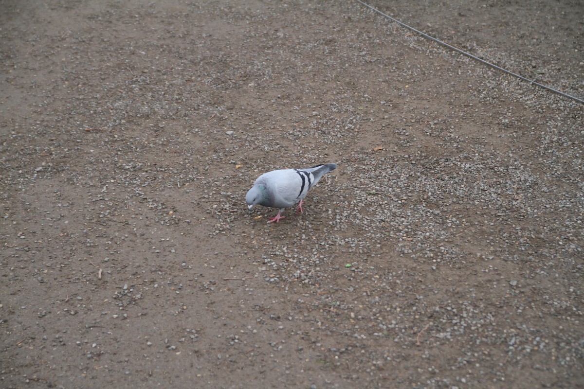 יונת בית - ML646516653