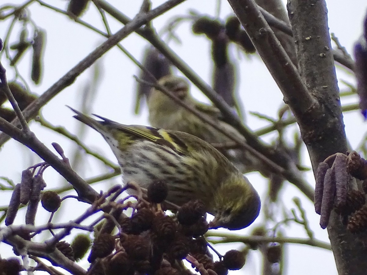 Eurasian Siskin - ML646516657
