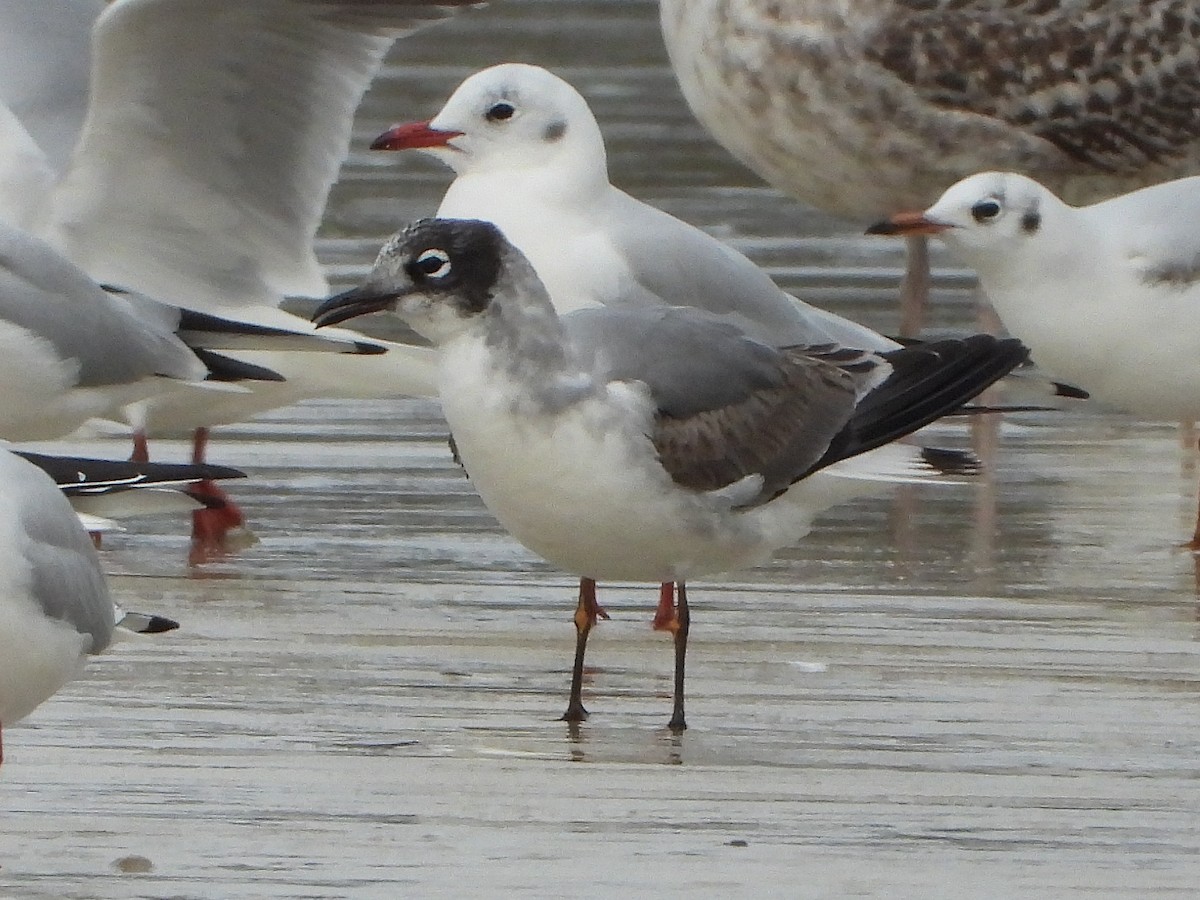 Gabbiano di Franklin - ML646516659