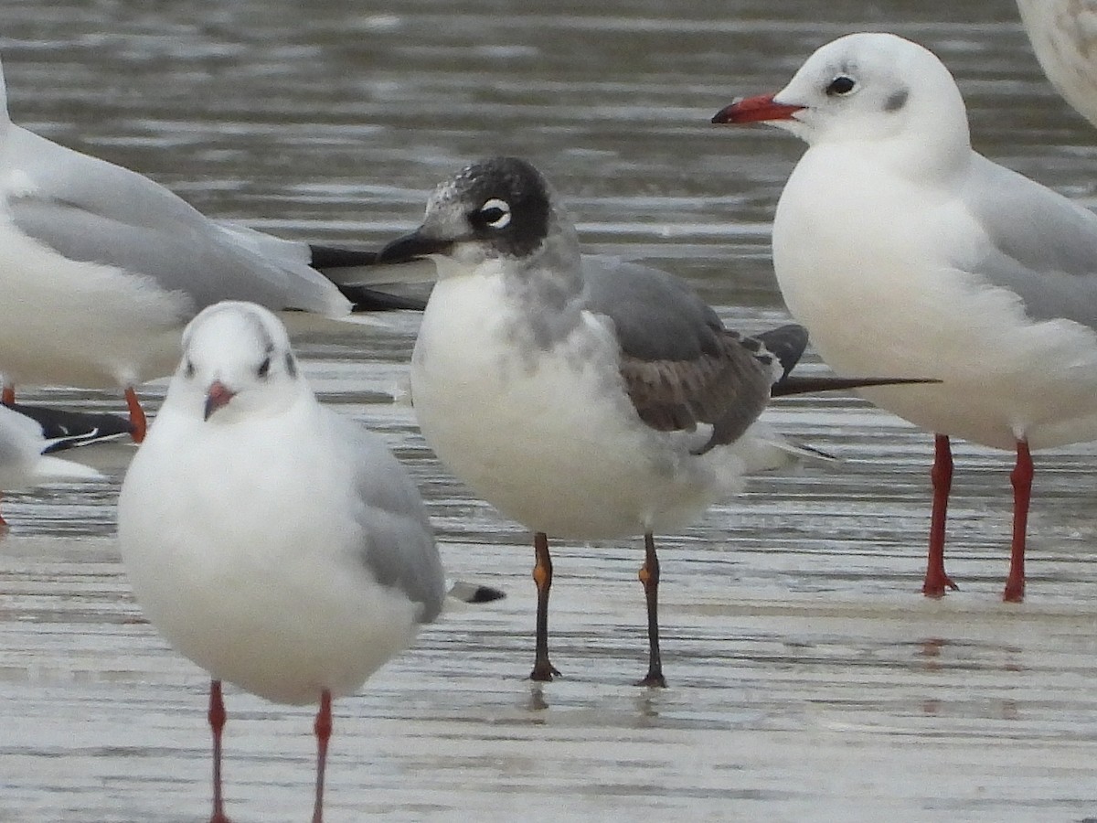 Gabbiano di Franklin - ML646516660