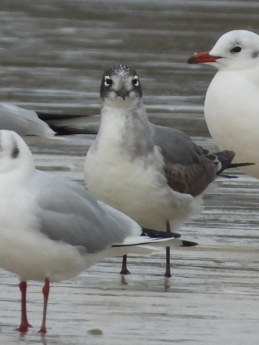 Gabbiano di Franklin - ML646516661