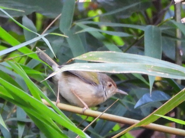 Common Tailorbird - ML646516666