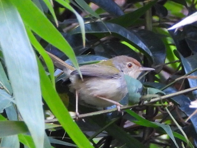 Common Tailorbird - ML646516667