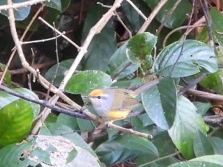 Common Tailorbird - ML646516668